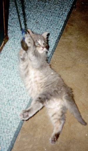 Destiny as a Kitten in 1998
